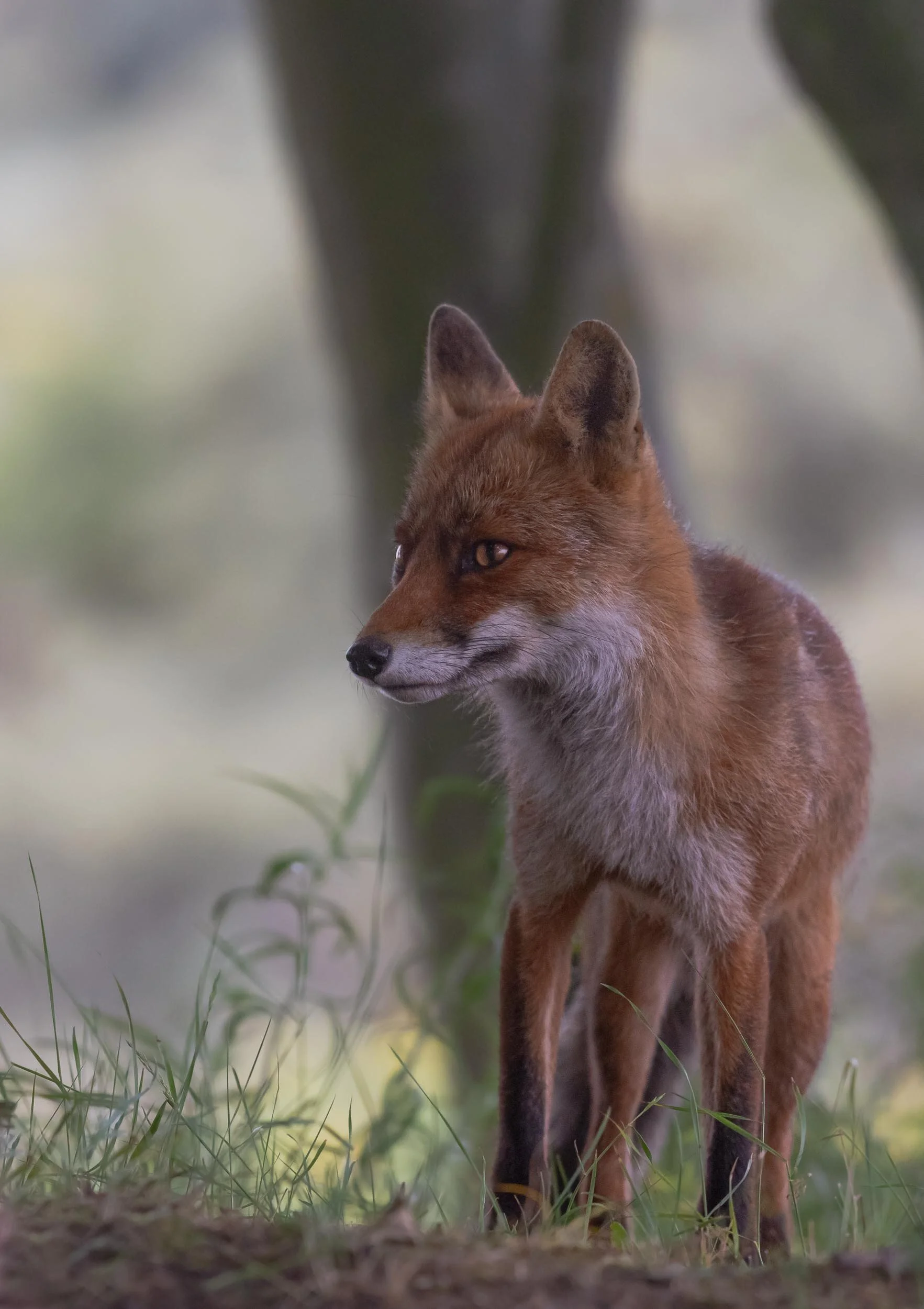 Rotfuchs Wald.jpg