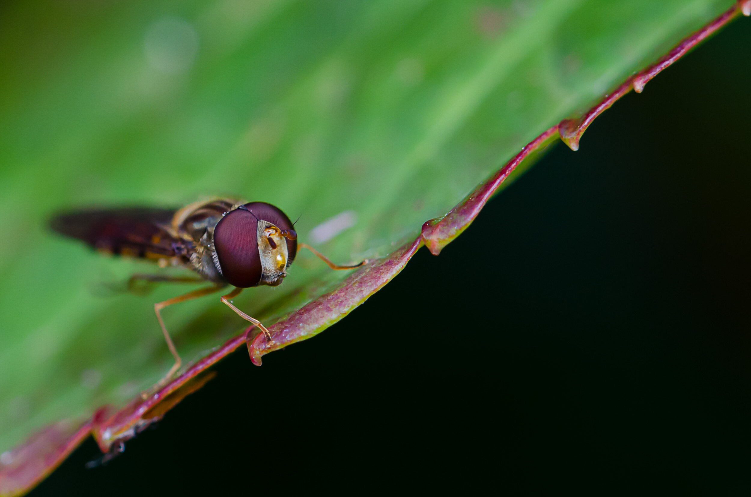 Schwebfliege 2.jpg