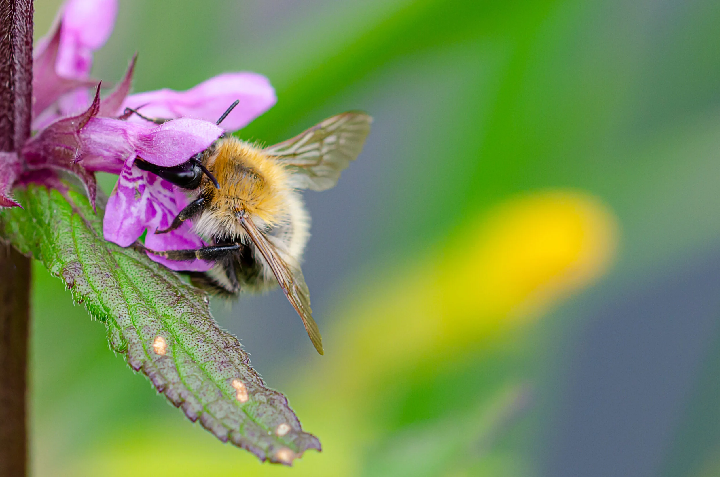 Hummel.jpg
