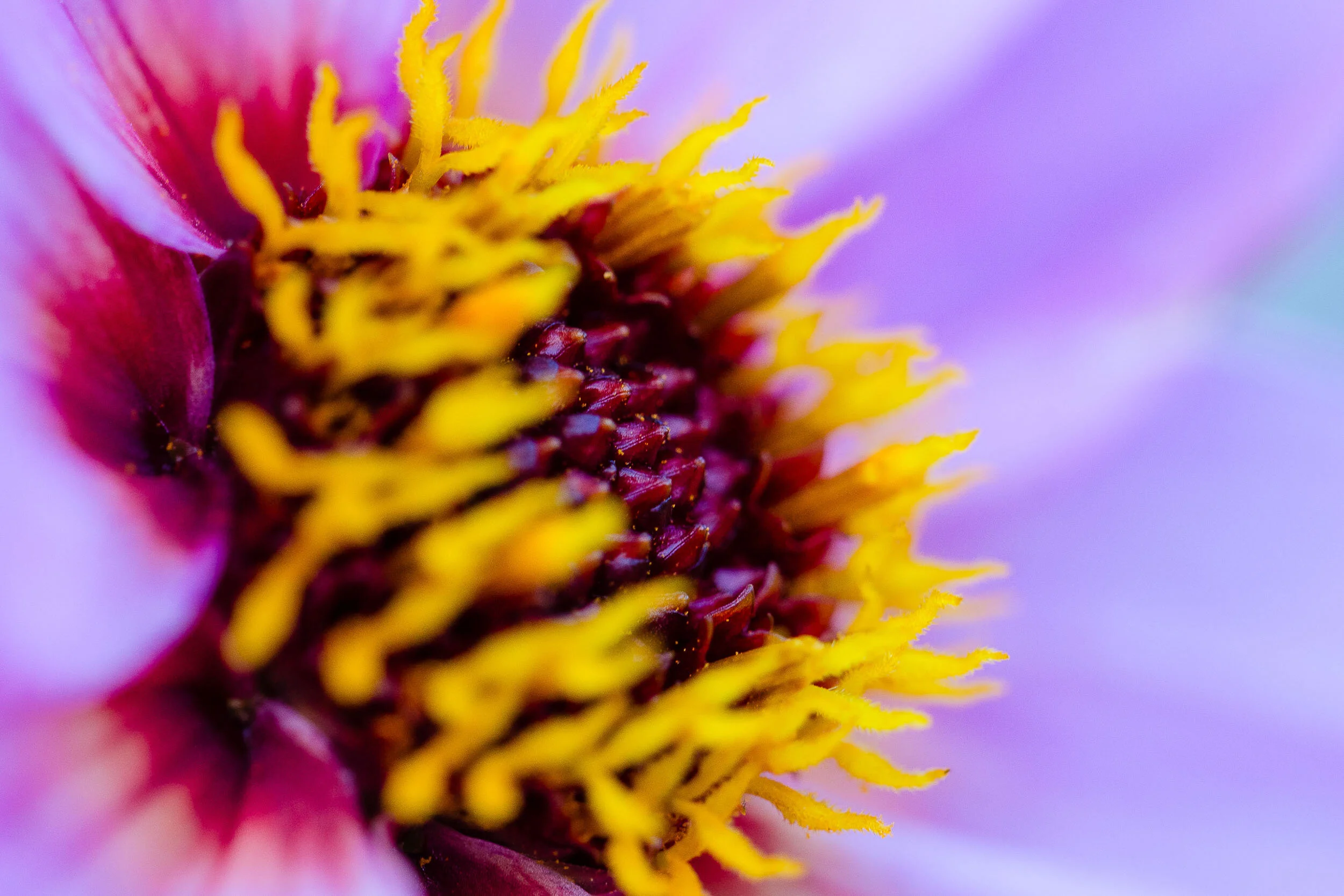 Blume 3.jpg