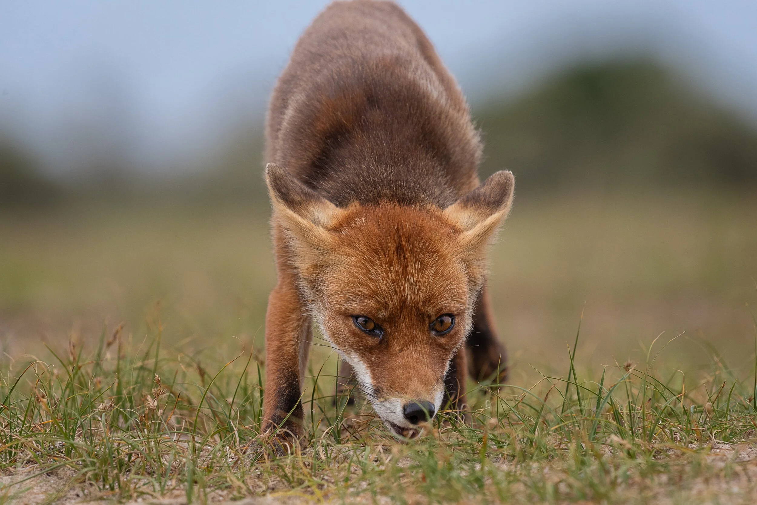 Rotfuchs.jpg