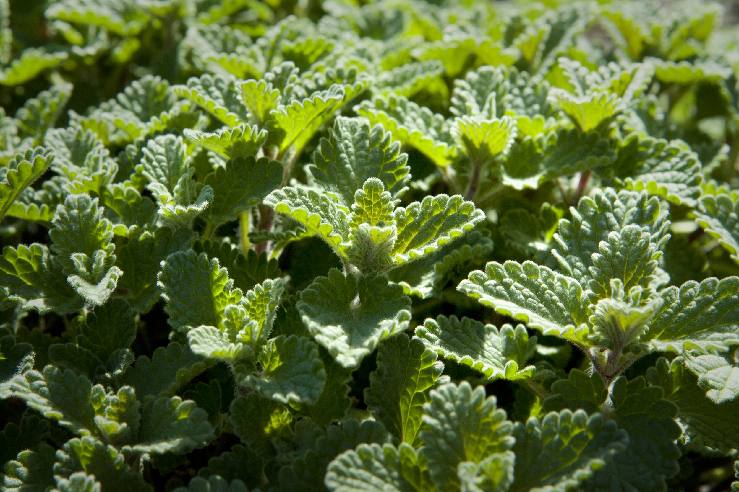 catnip to soothe tension in humans