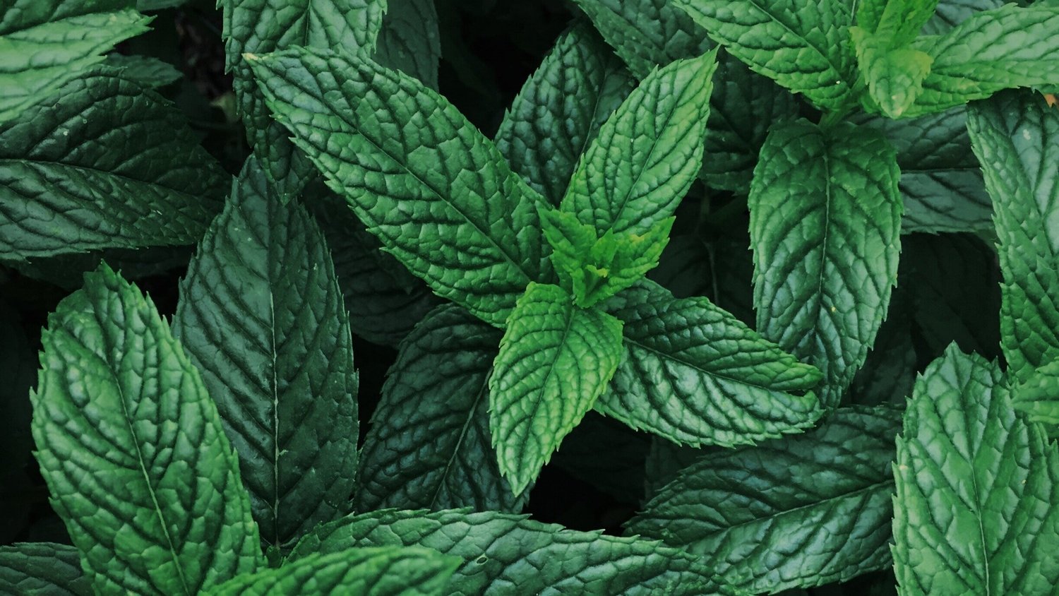 Treating Skin Issues with Poultices — Herbs & Hands CST