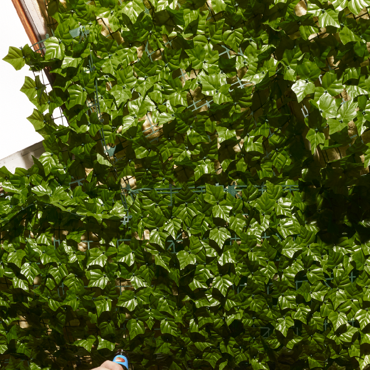 AO_GIF01_CHEERS v3.gif