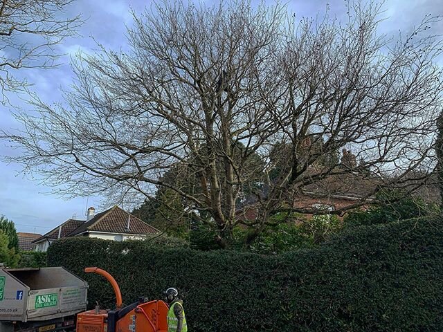 3m reduction and crown thin on this beech tree with @fucknrad and @leon.swann. #forthehaters #asktreesurgeons #treework #treeworker #climbingtrees #treeclimbing #treesurgeon #treesurgery #trees #beforeandafter