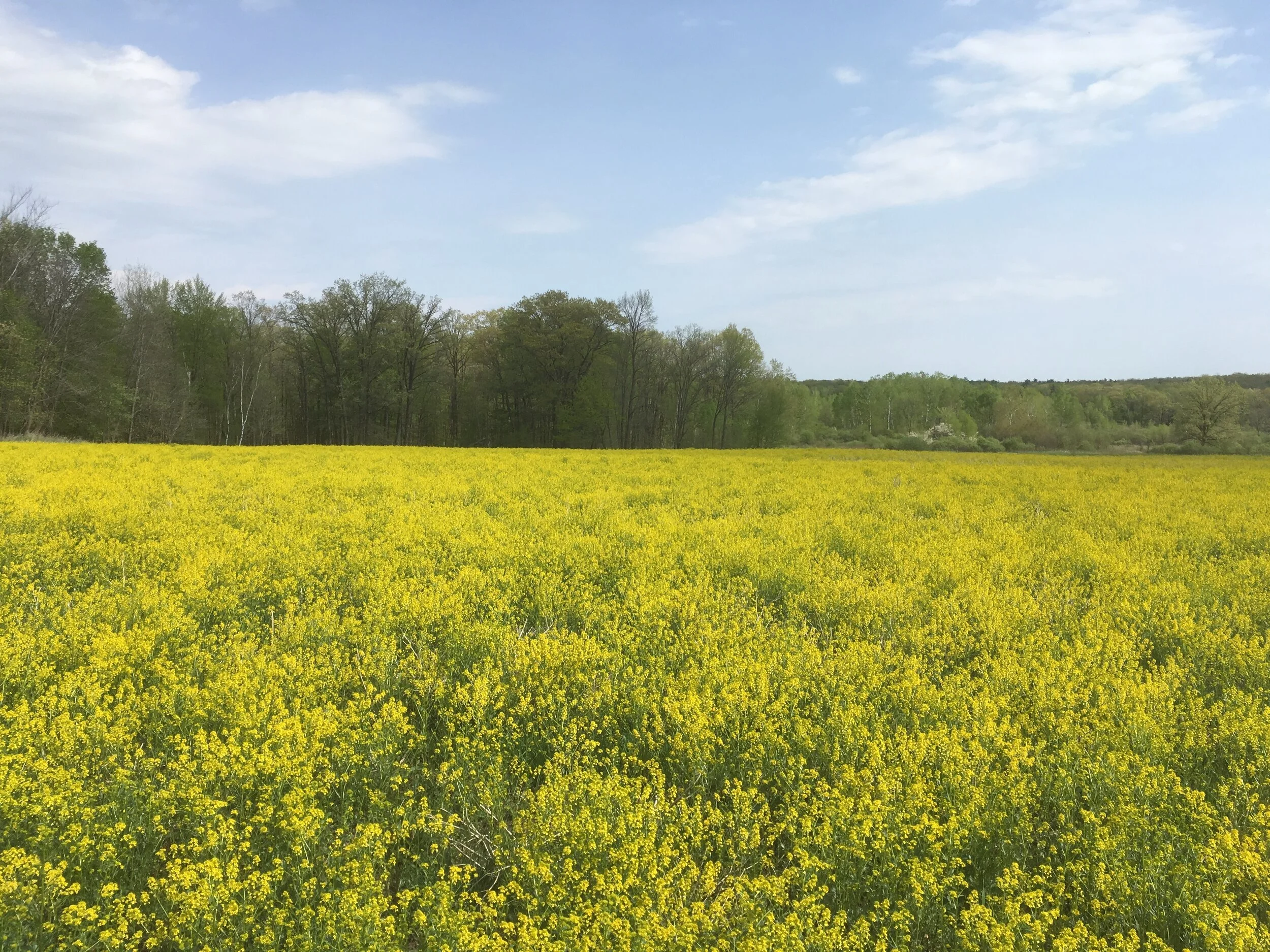 Market Share $480 Value