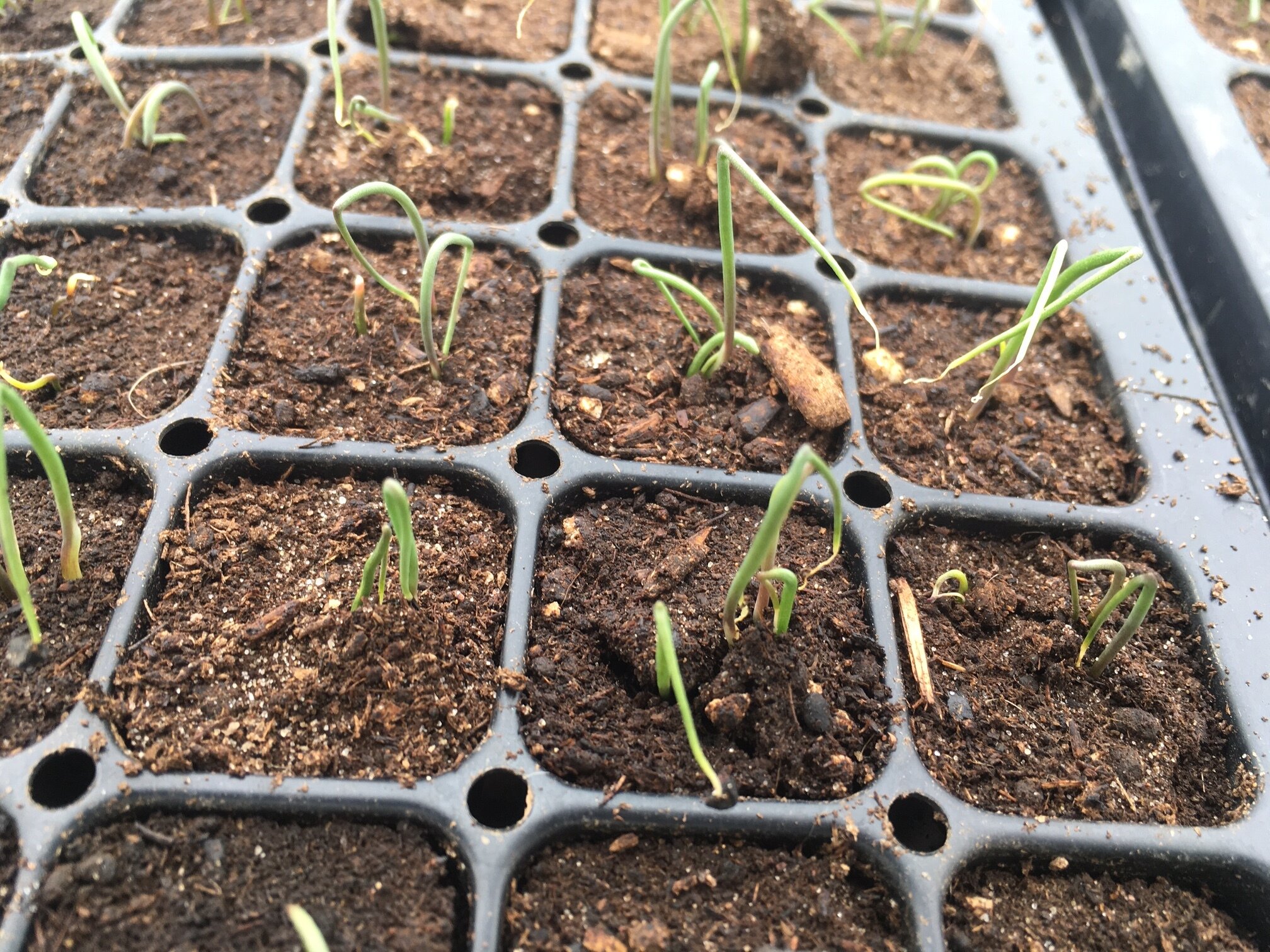 What the Farmers Almanac didn't tell us was...