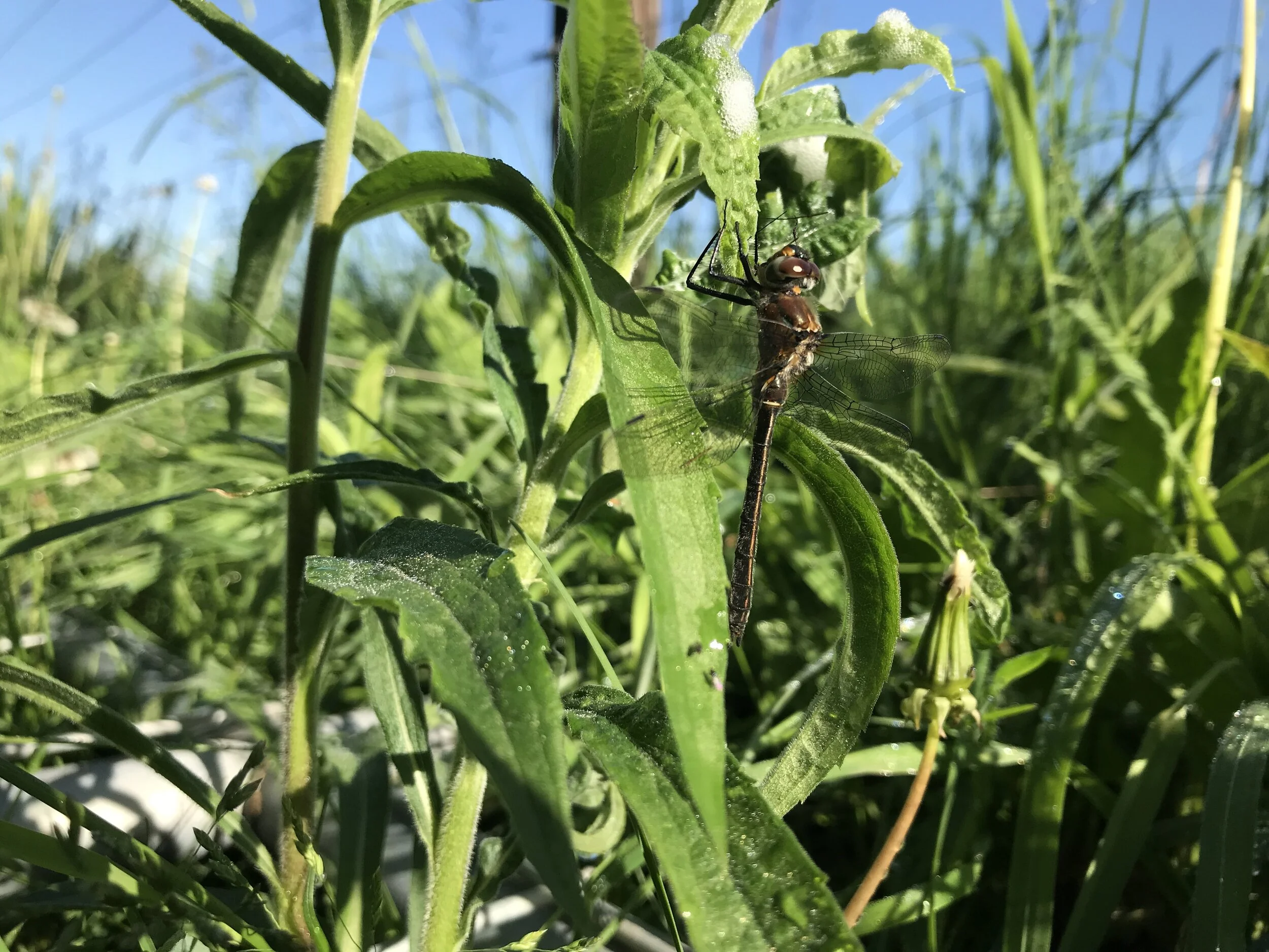 History over again...