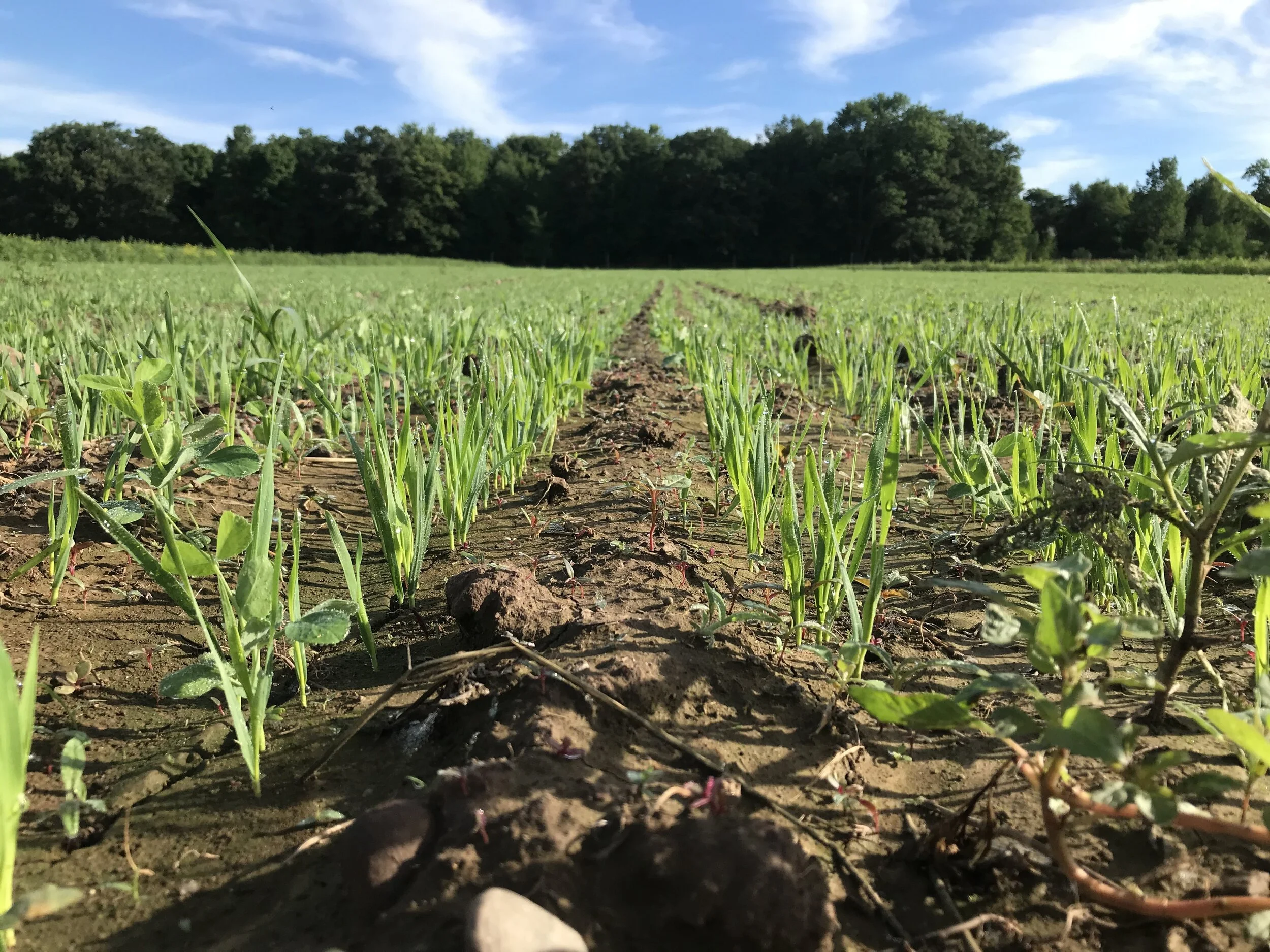 Into the Who Knows What...