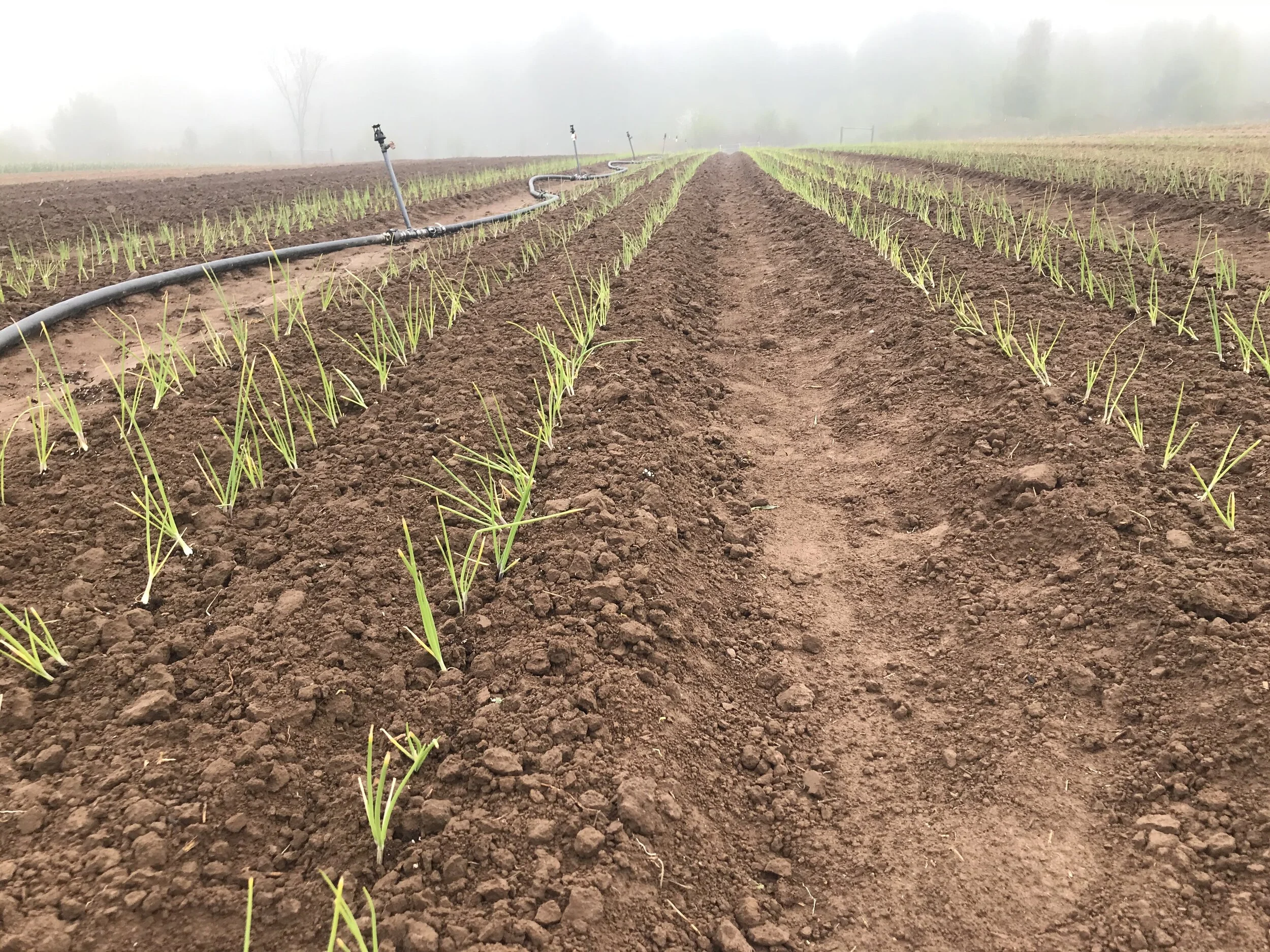 Newton's Laws of Self Help