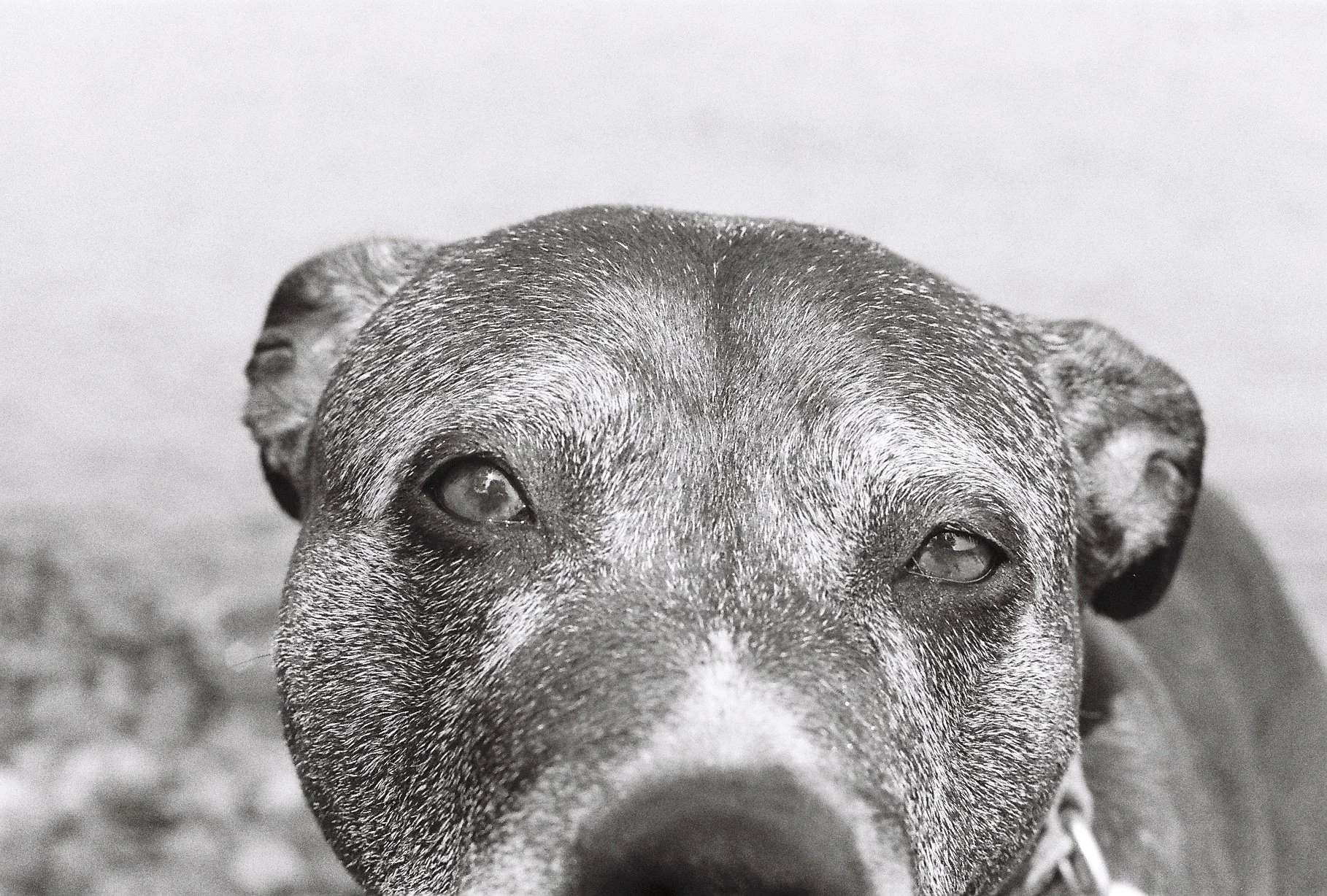 Frightful and Delightful-So long farm friend