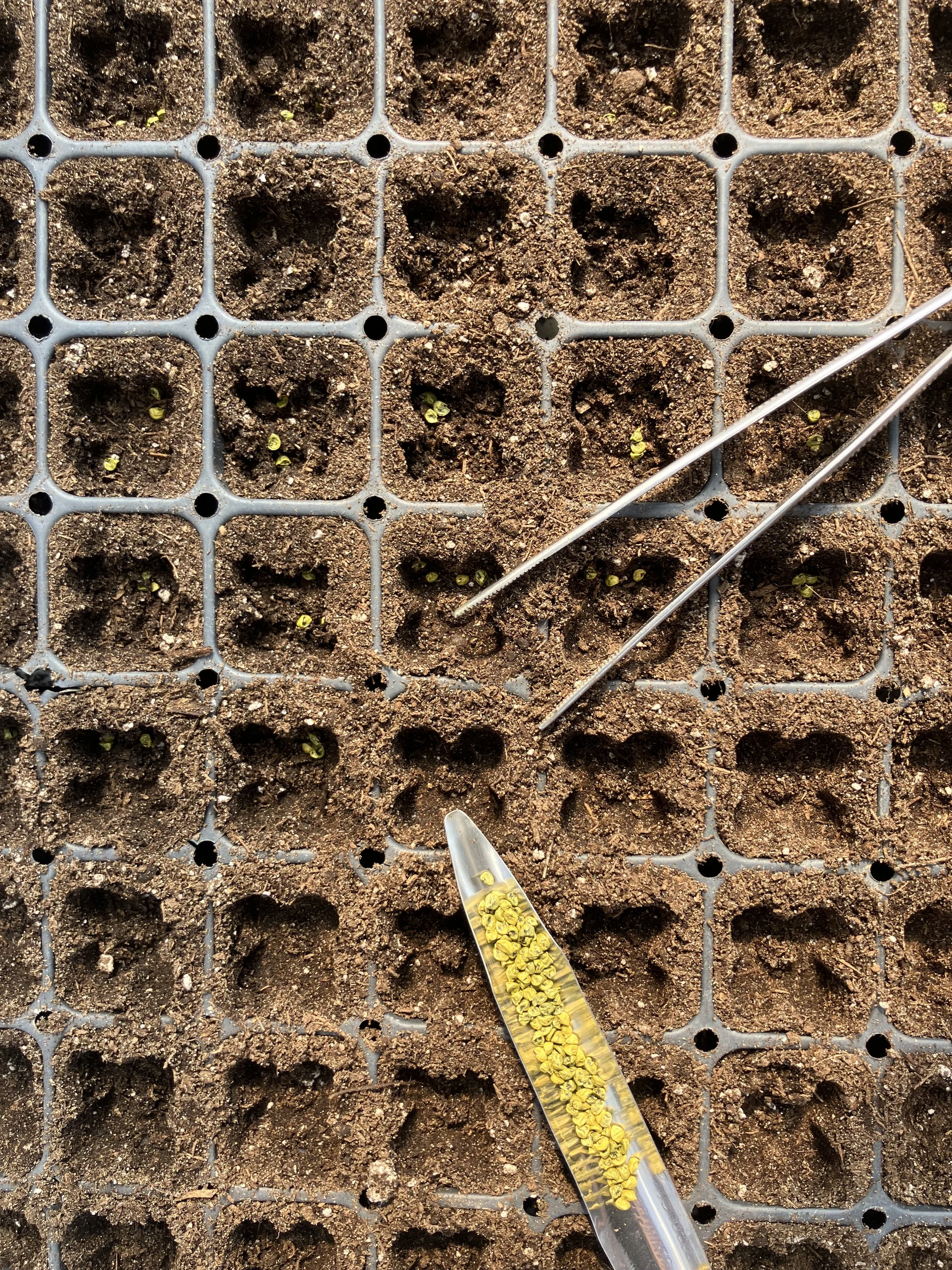 Reasons to Market #1: For the Pleasure