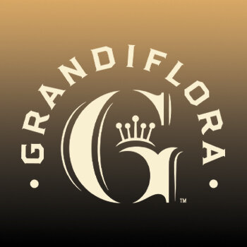 Grandiflora gradient.jpg