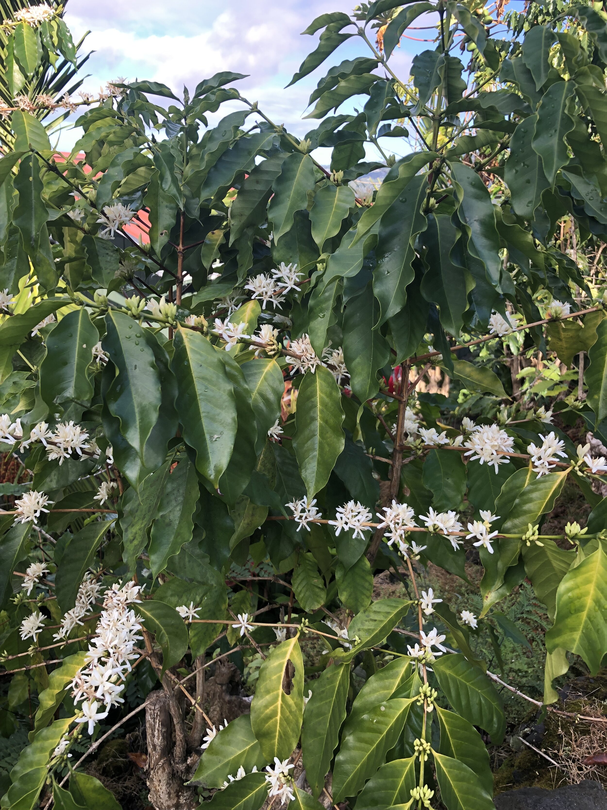 Coffee Cherries