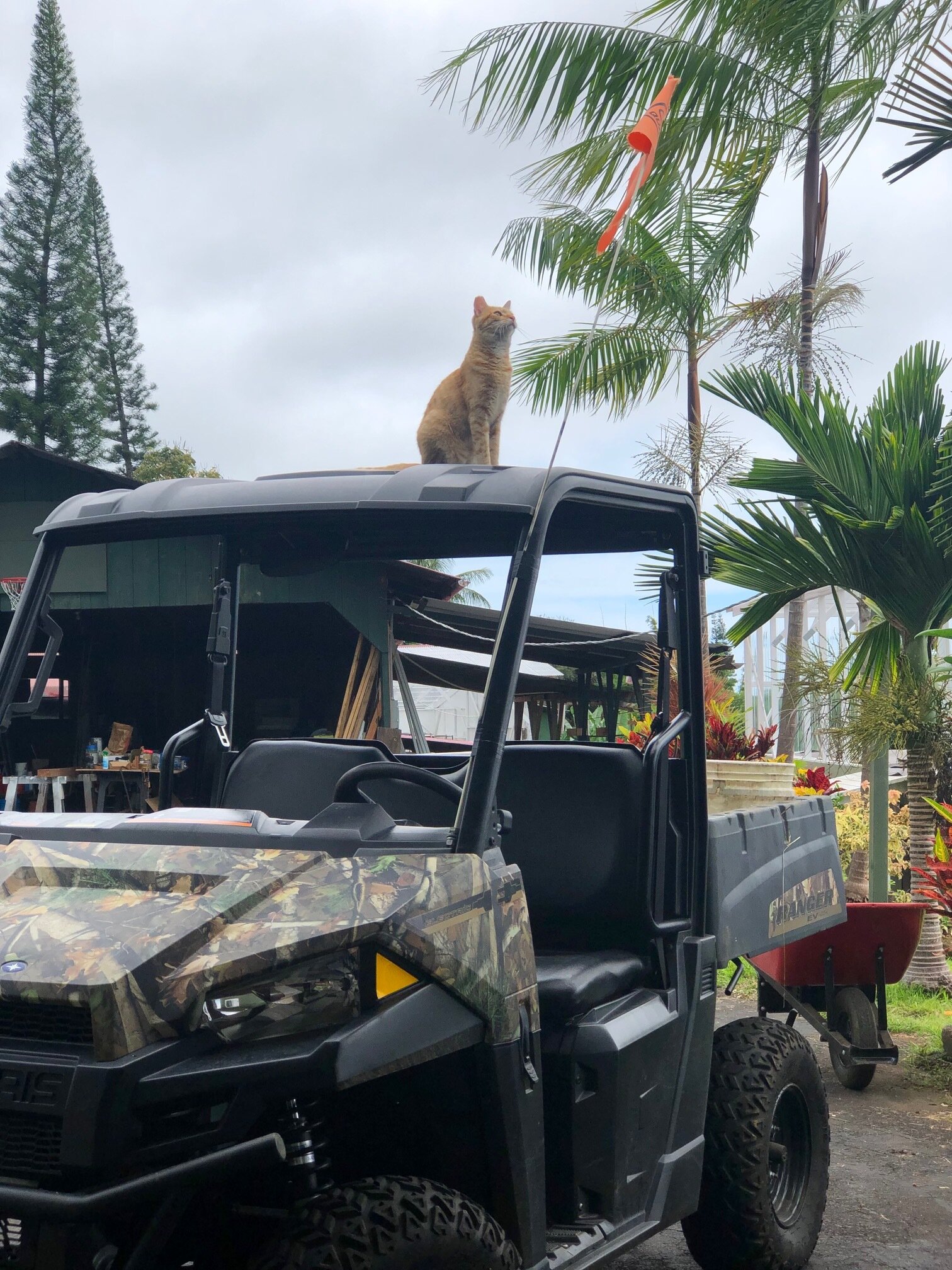 Farm Cats