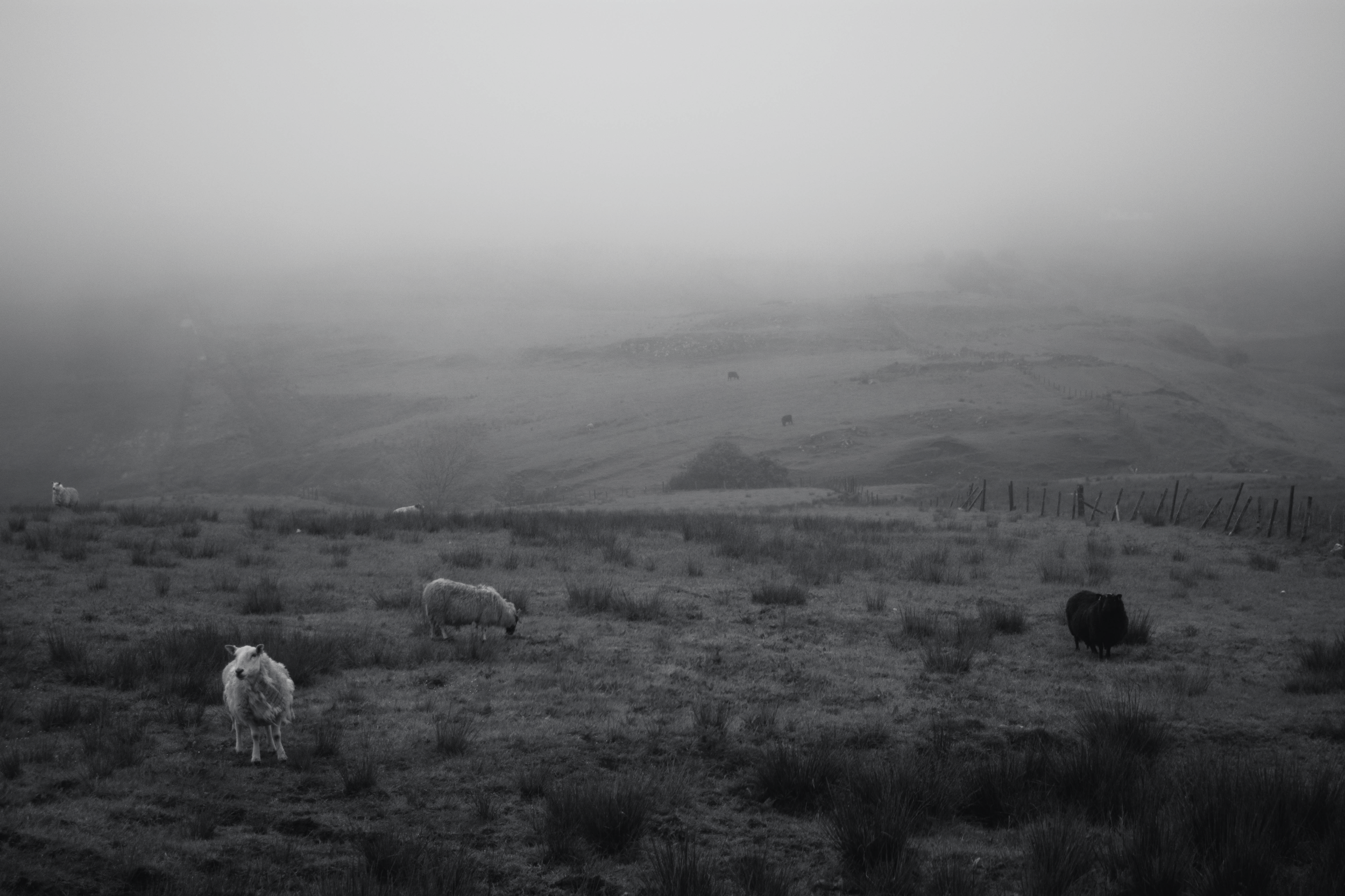 sheep b&w.png