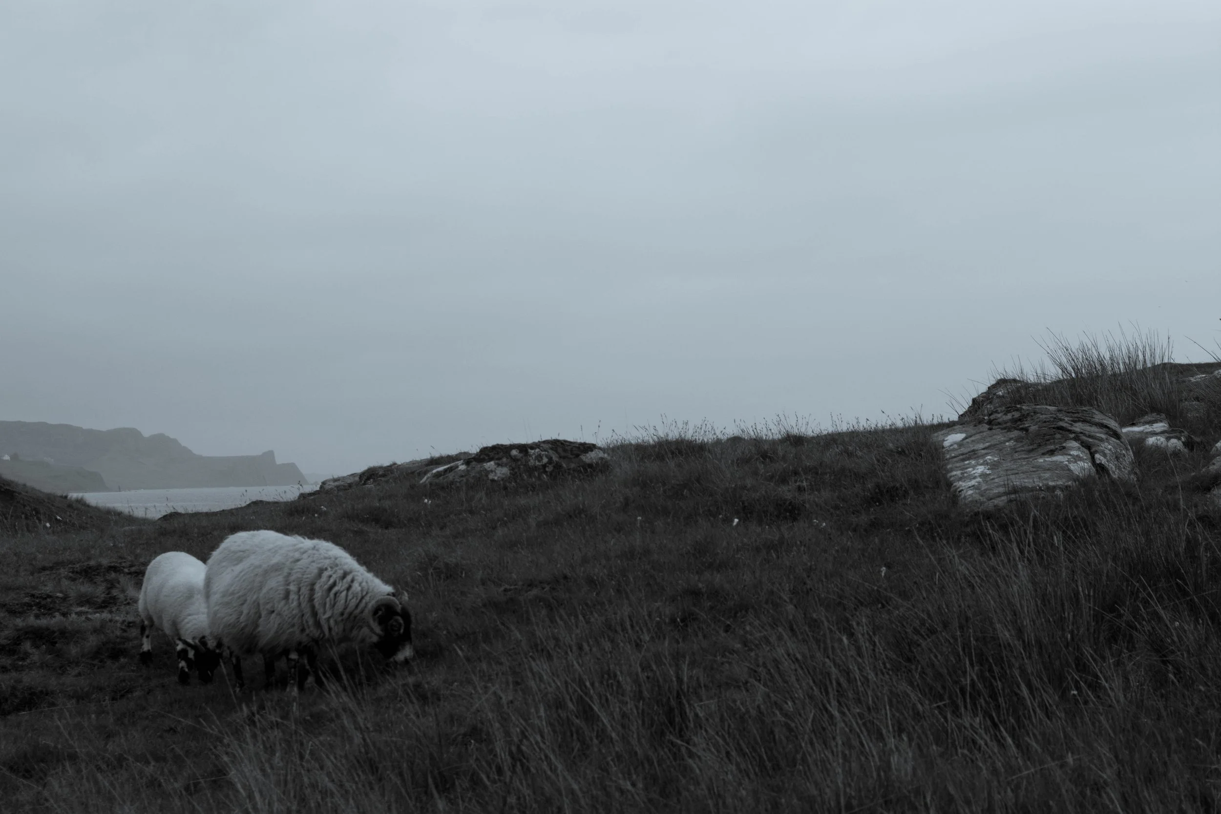 staffin sheep.jpg