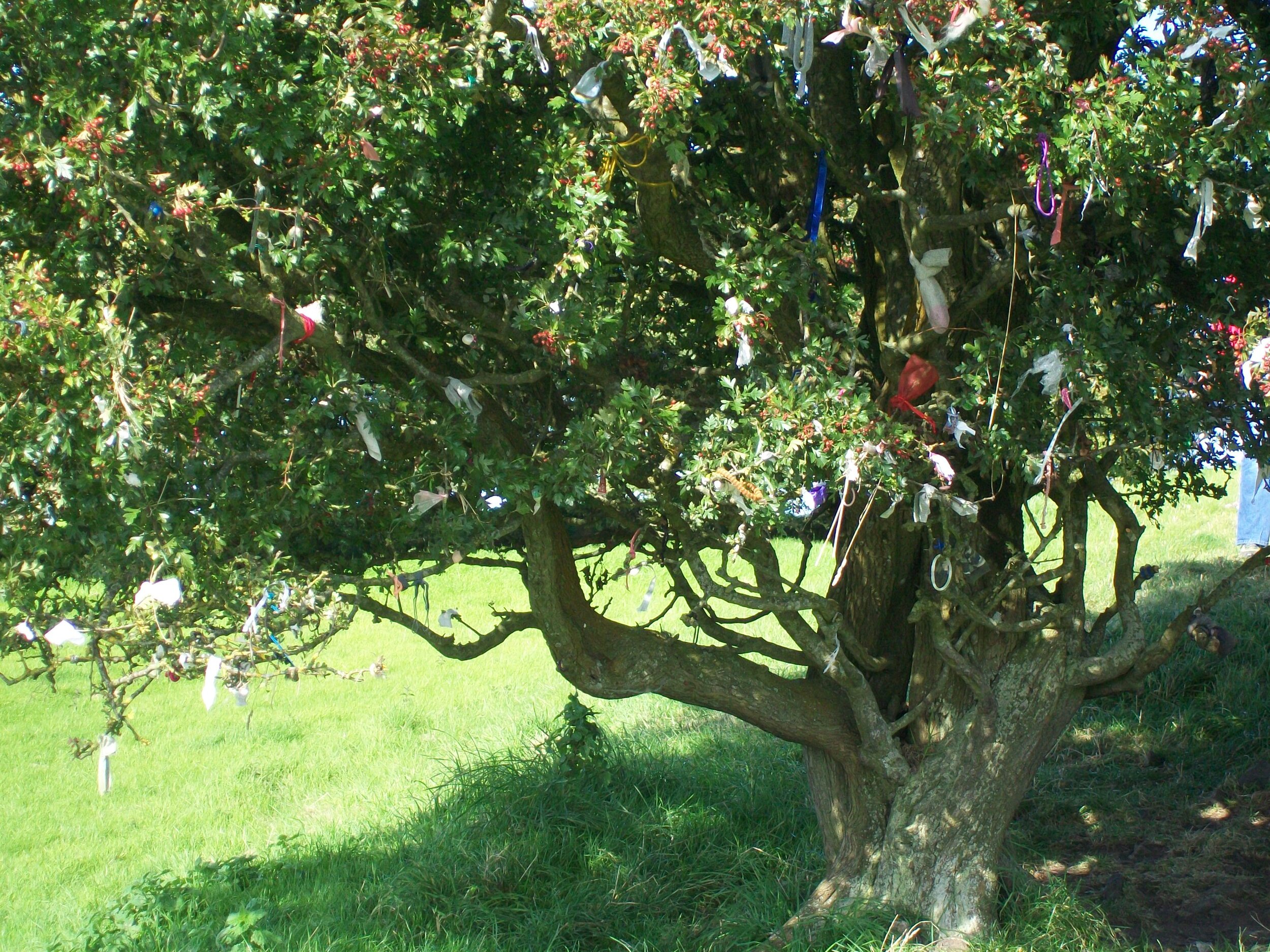 Hill of Tara Clootie Tree