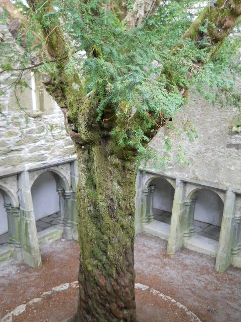 Muckross Abbey, Killarney
