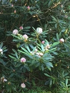 Rhodies June2017 (2).JPG