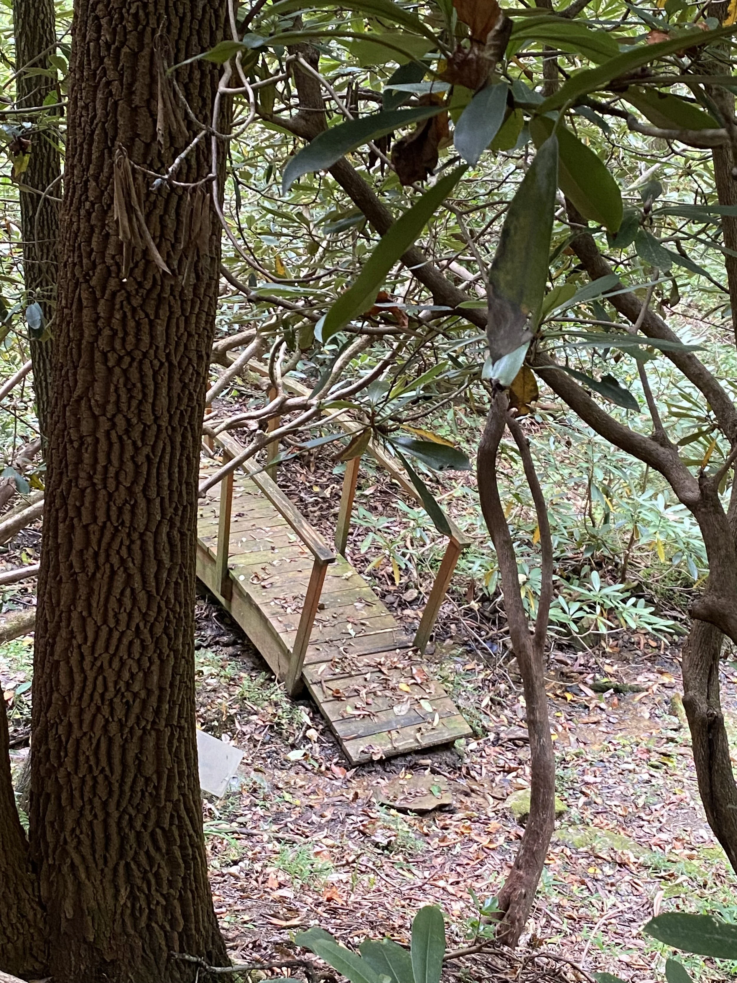 bridge tree.jpg