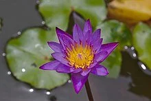LOTUS cape blue waterlilyNymphaea_capensis_Kovalam wiki.jpg