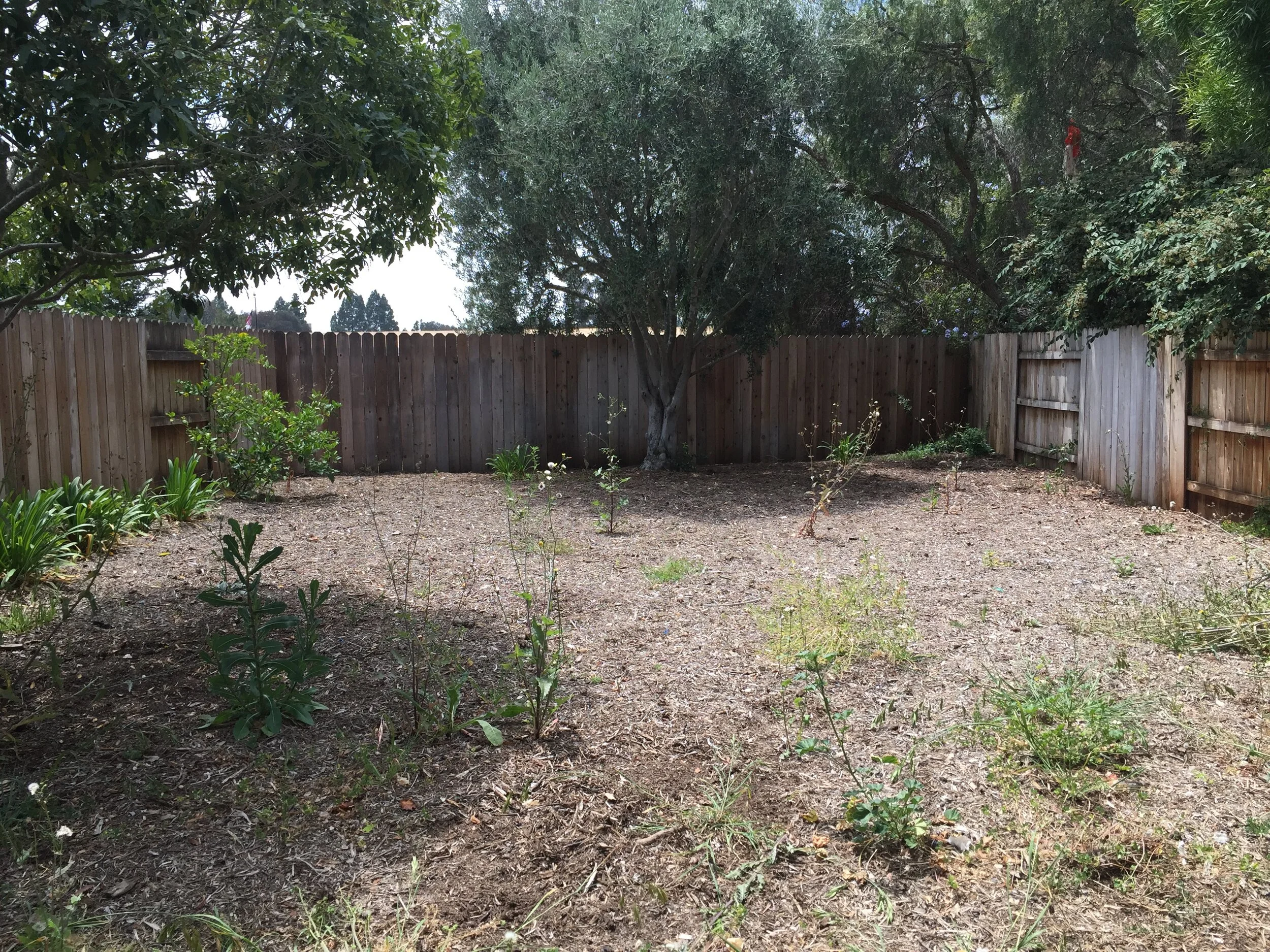 4025 Via Diego - Landscape Design Before.JPG