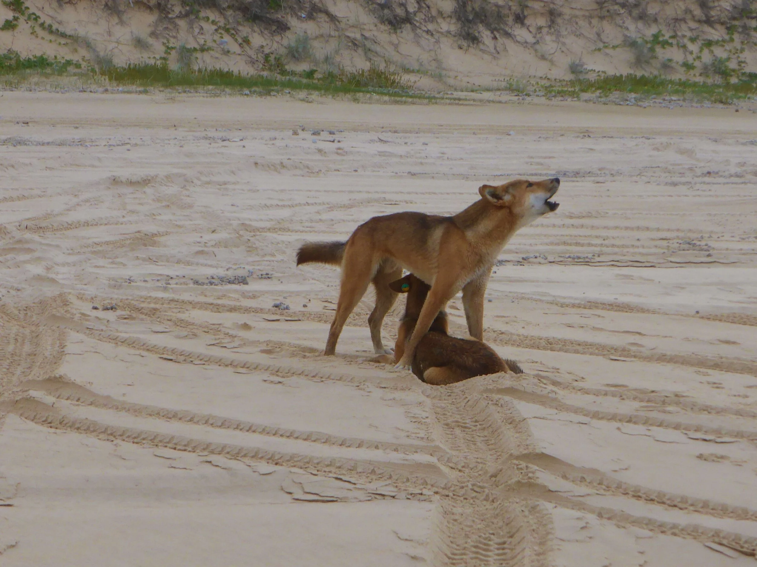 Dingos on Fraser Island in the early morning 