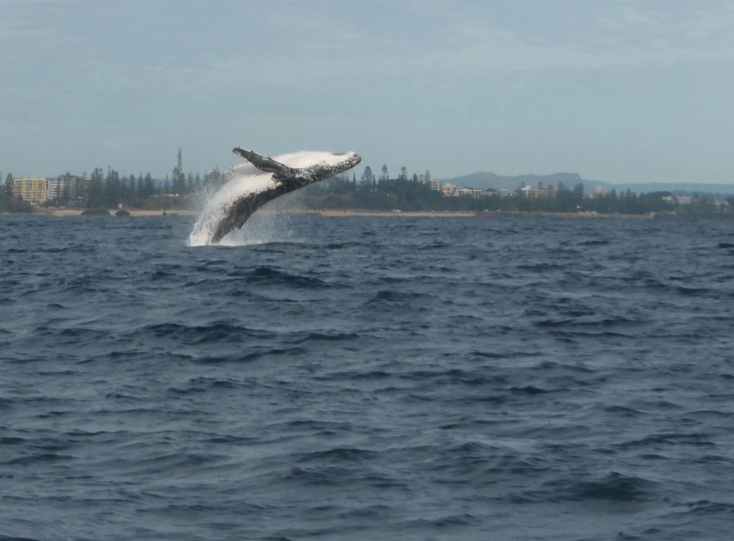 A humpback whale jumping out of the water close to Port Macquarie