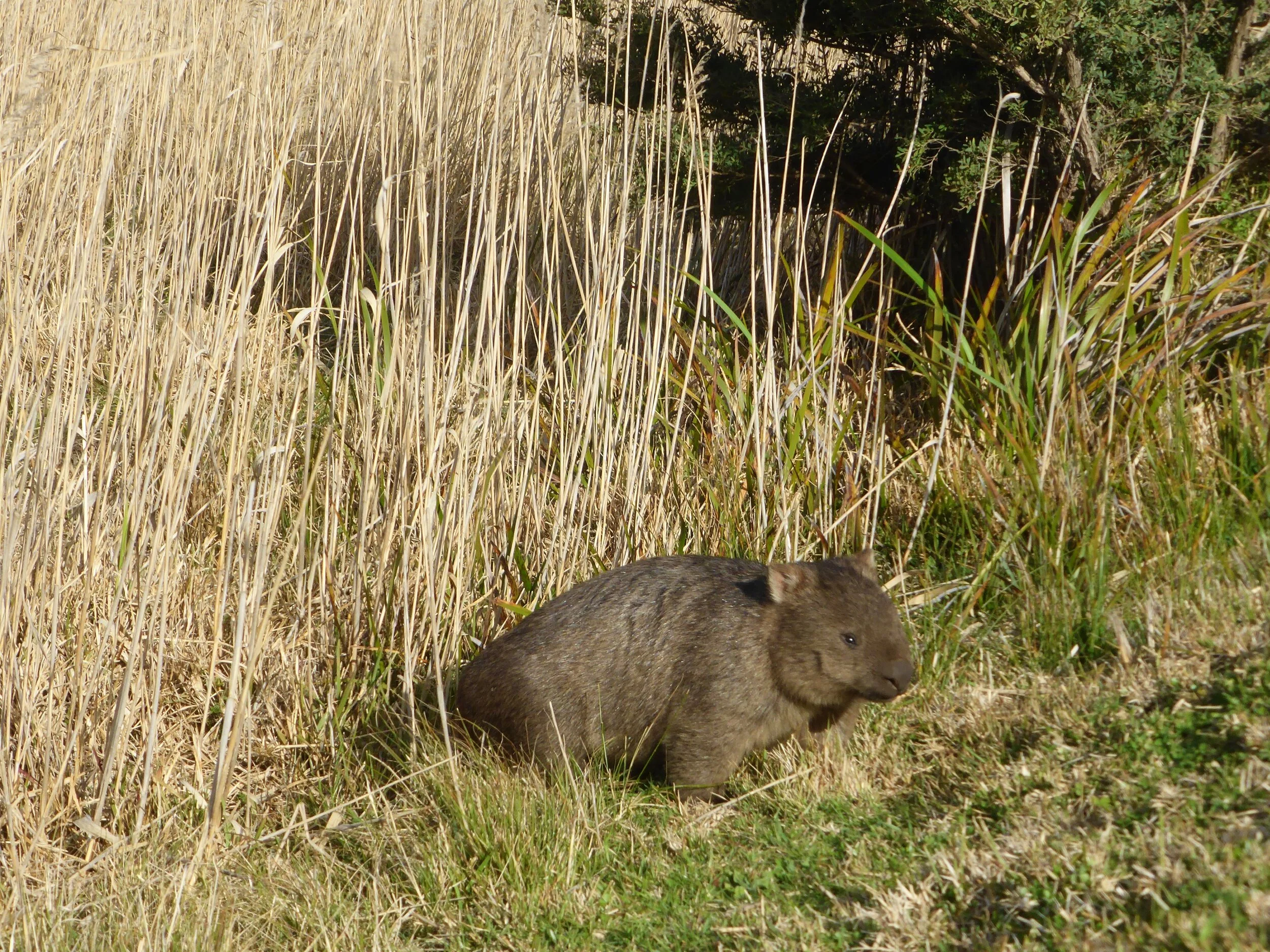 A Wombat