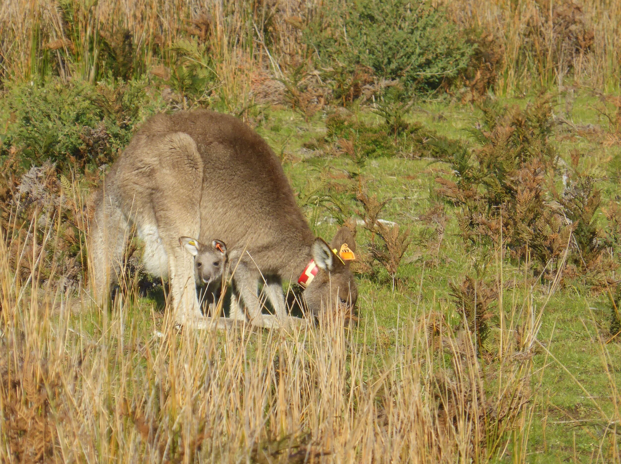 A kangaroo with a joey in its pouch