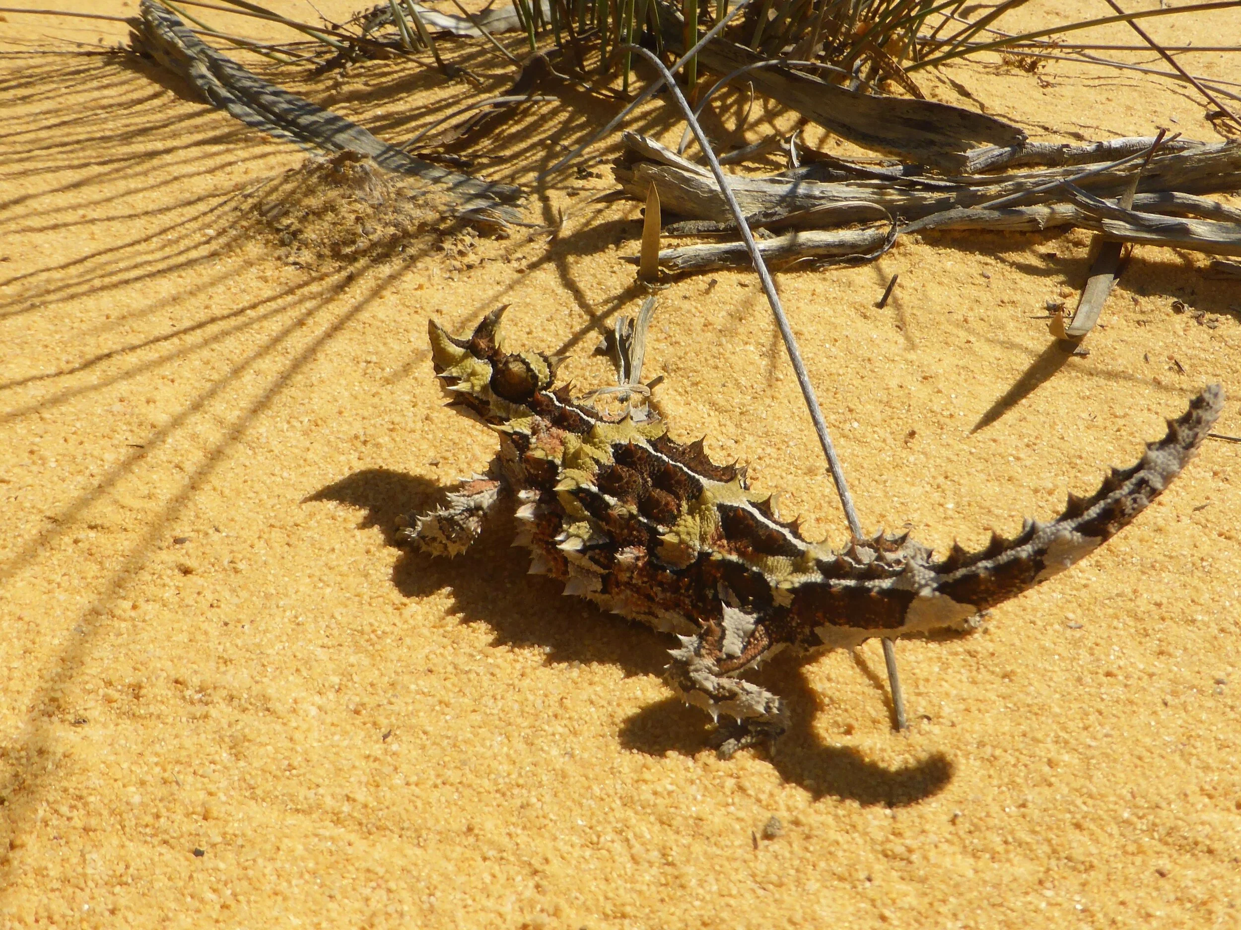 A thorny devil in Wester Australia