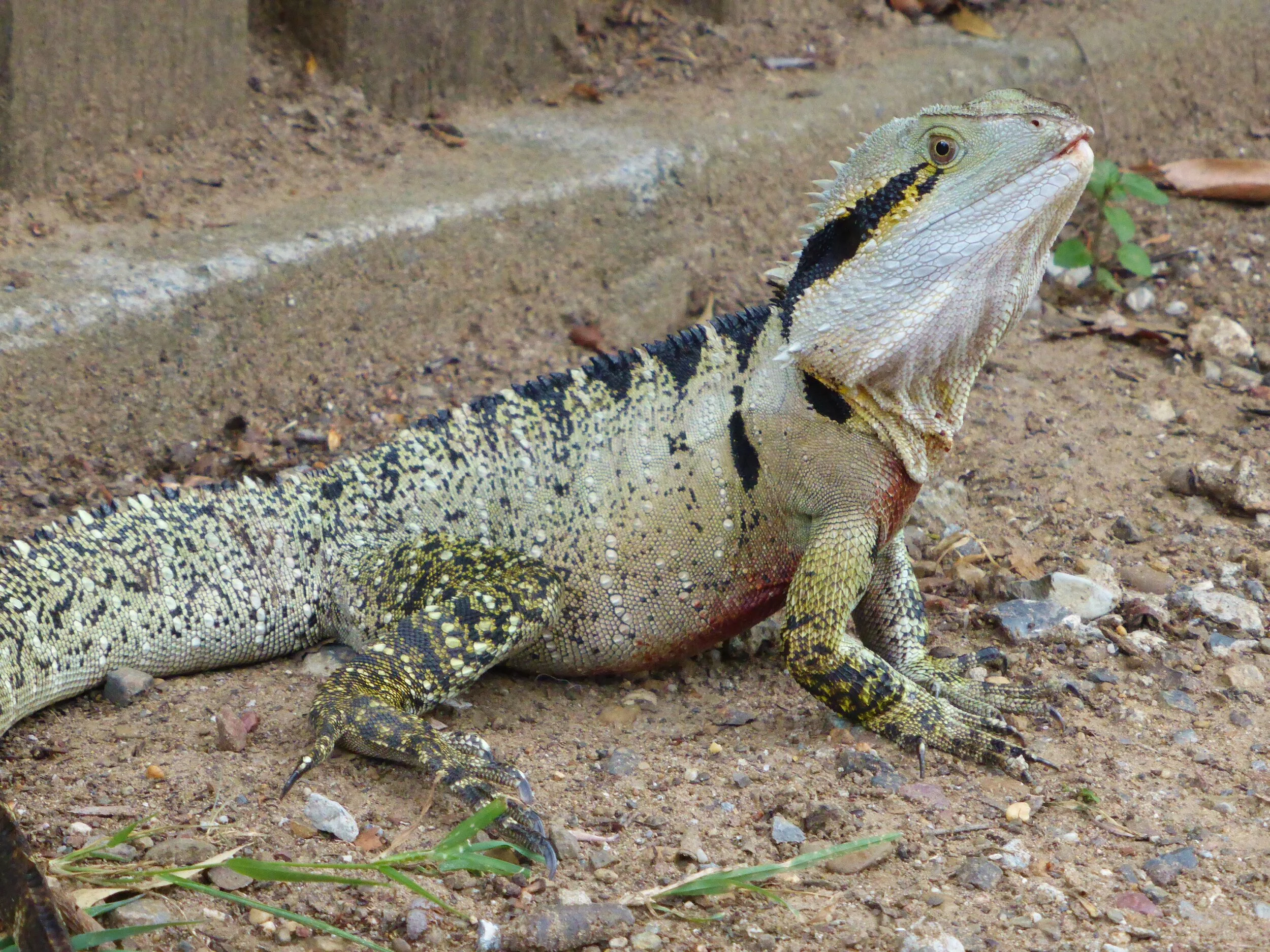 Australian water dragon