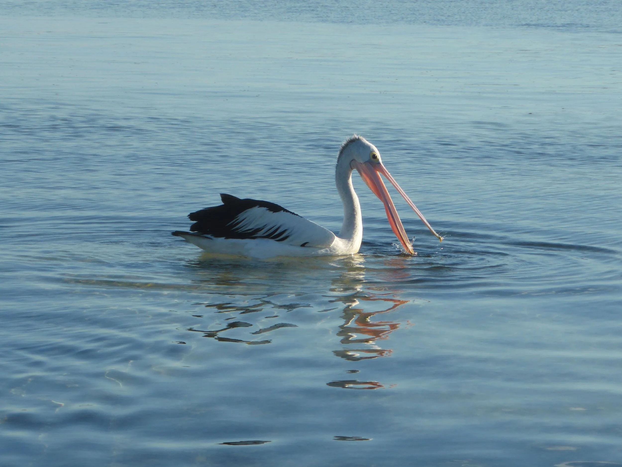 Pelican in Moreton Bay