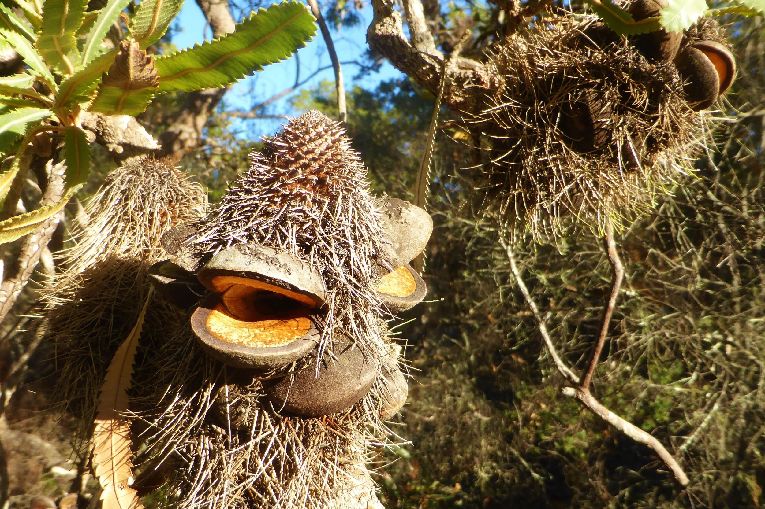 Funny-looking plant on peel island