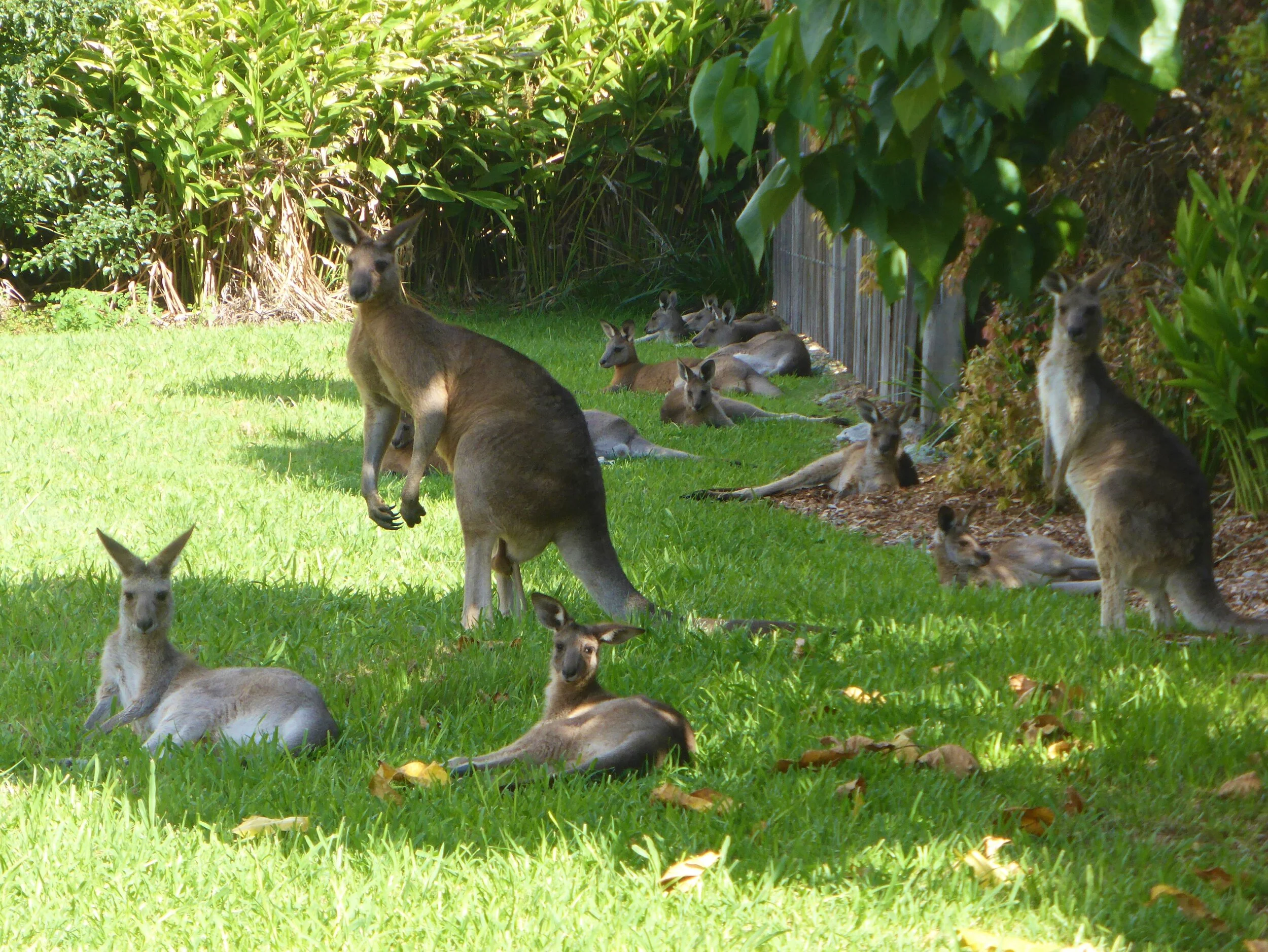 Kangaroos relaxing in the shadow of an eco--village