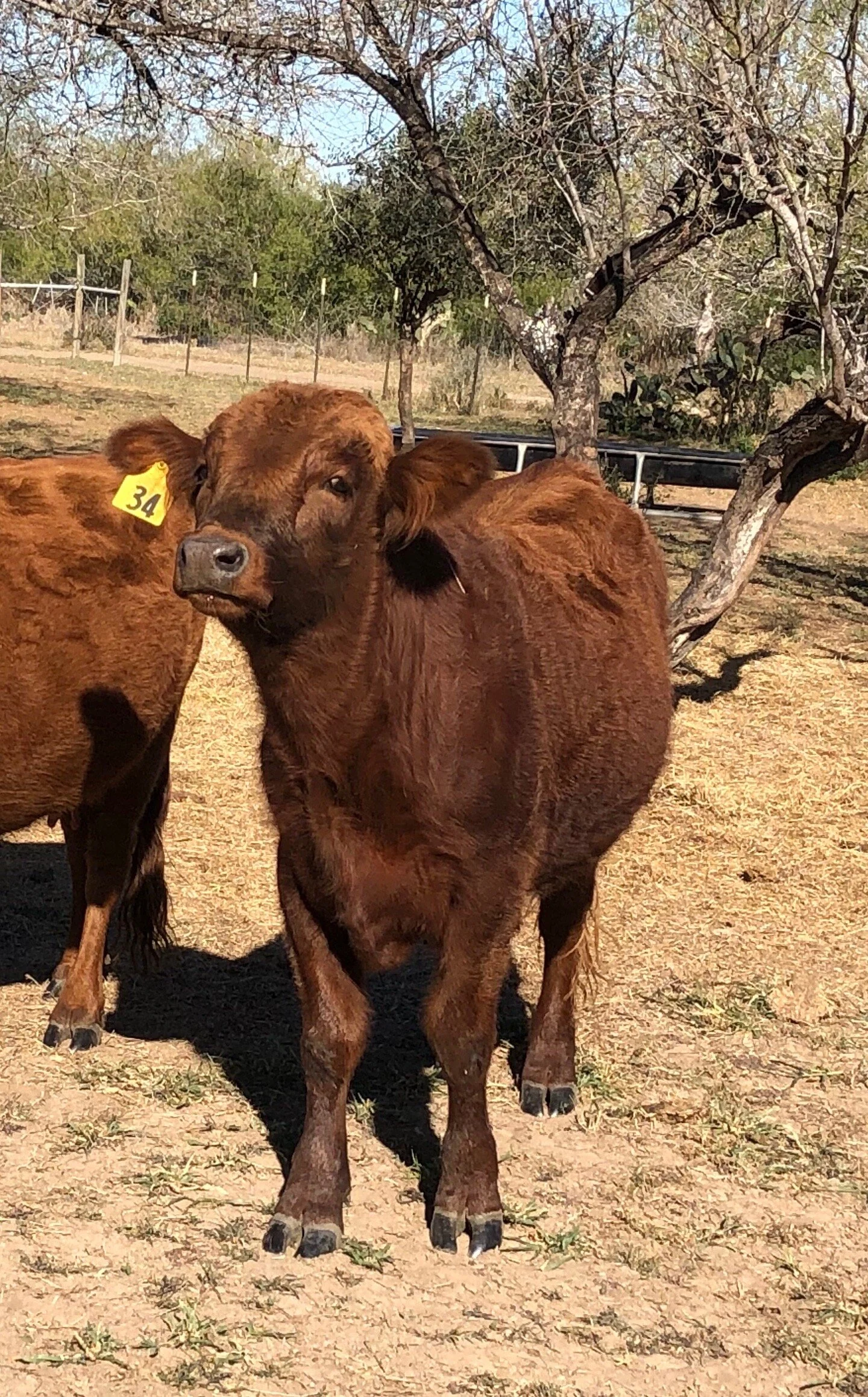 34 dexter cattle steer