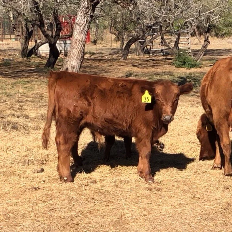 Premont Dexter Cattle