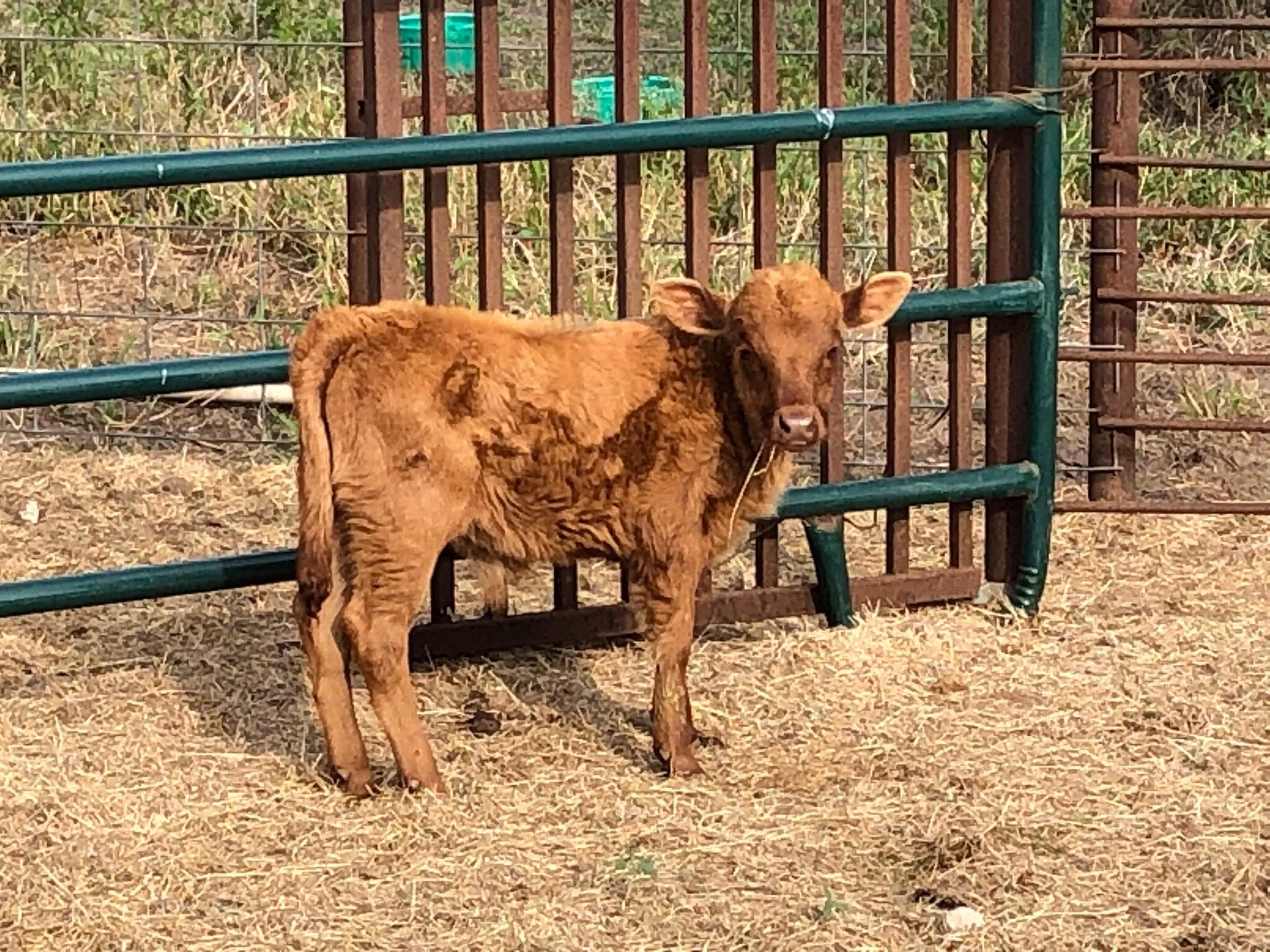 calf-2.jpg