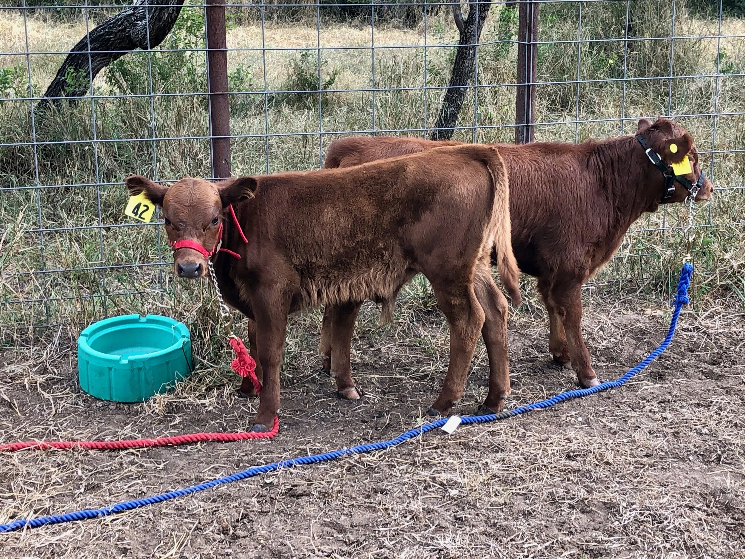 IMG_2598#42 #39 background.jpg