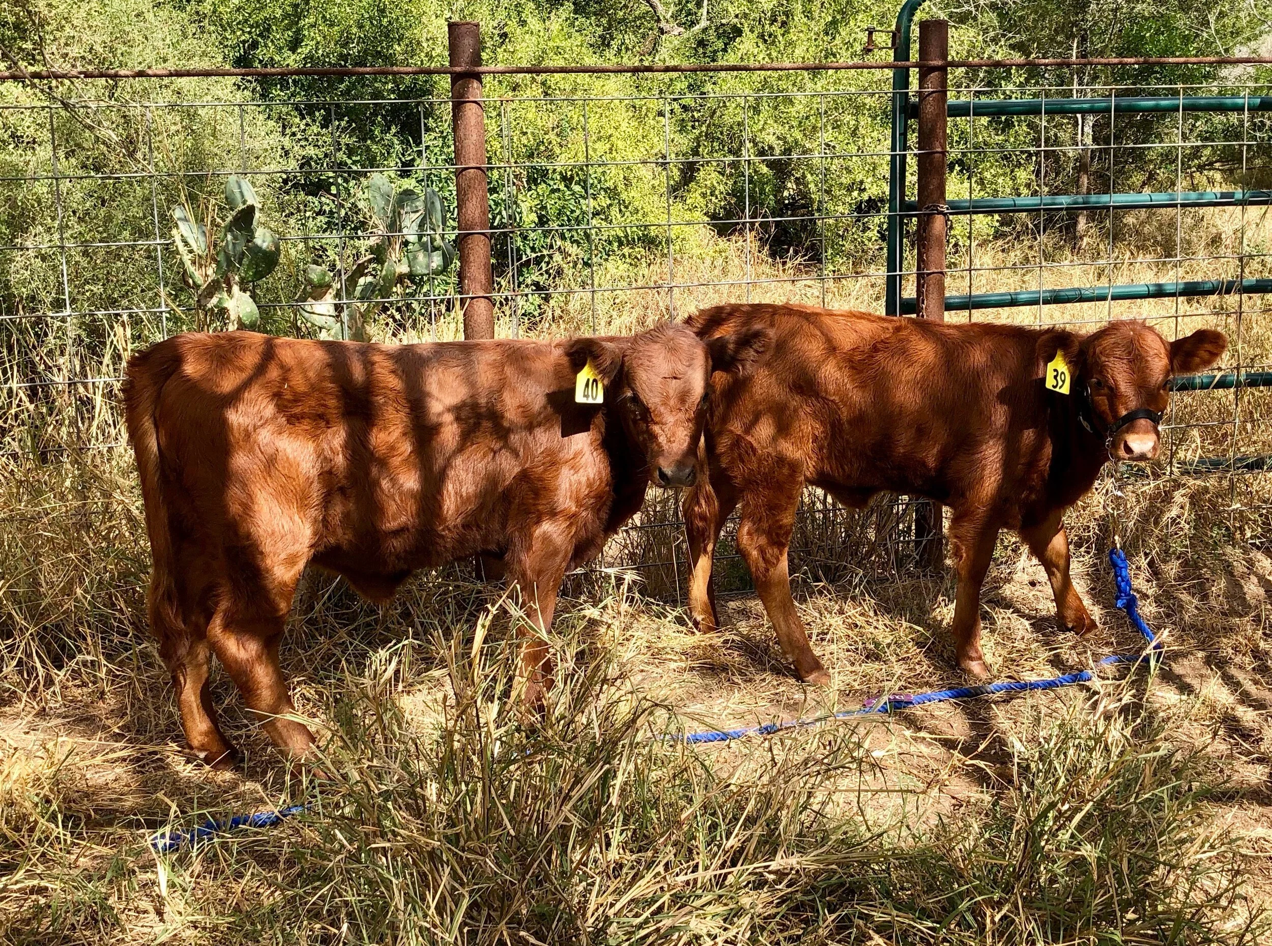 IMG_2652 #39 & #40.jpg