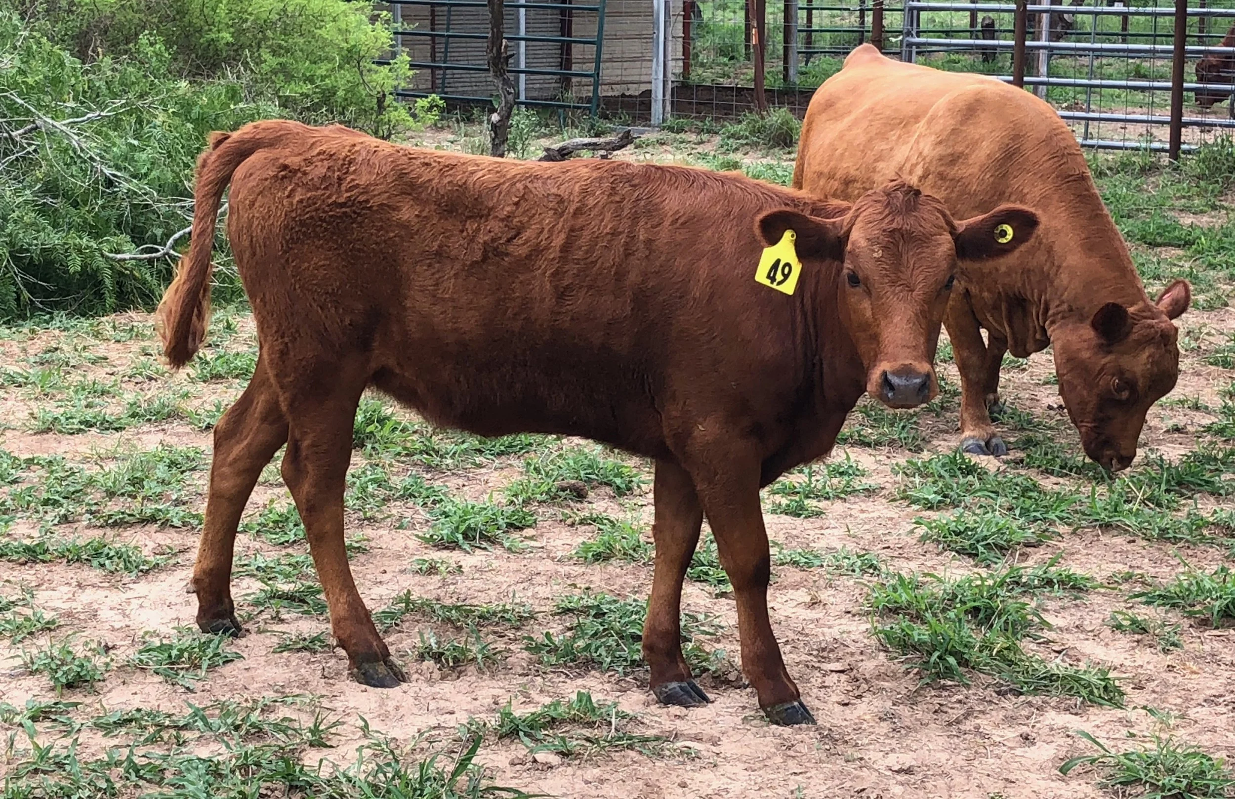 49 heifer.jpeg