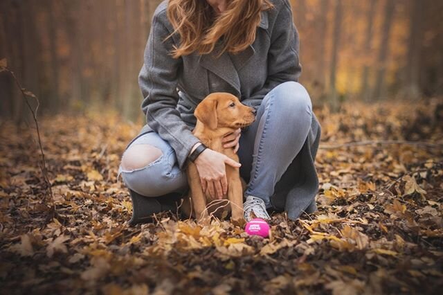 Hello, November🍂🐶⠀
.⠀
.⠀
.⠀
#pet #pets #petlover #dog #dogs #doglover #pottypads #animal #animallover #room #cleanliving #roominspiraion