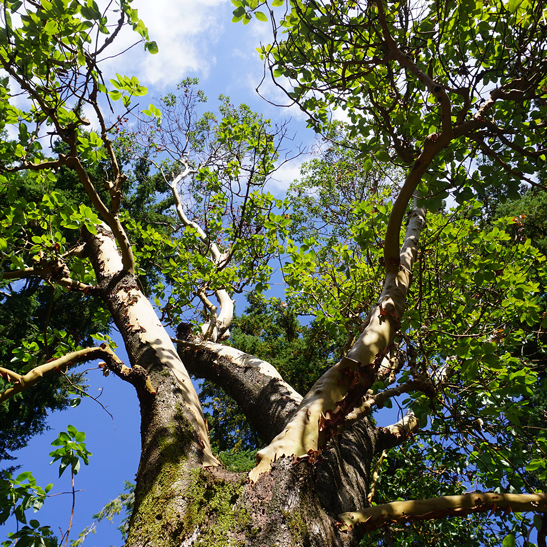 Evergreen Tree Care Reviews &amp; Testimonials — EverGreen