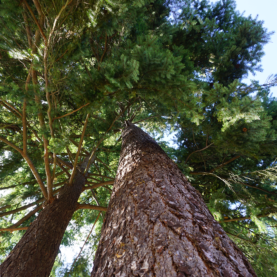 Evergreen Tree Care Reviews &amp; Testimonials — EverGreen