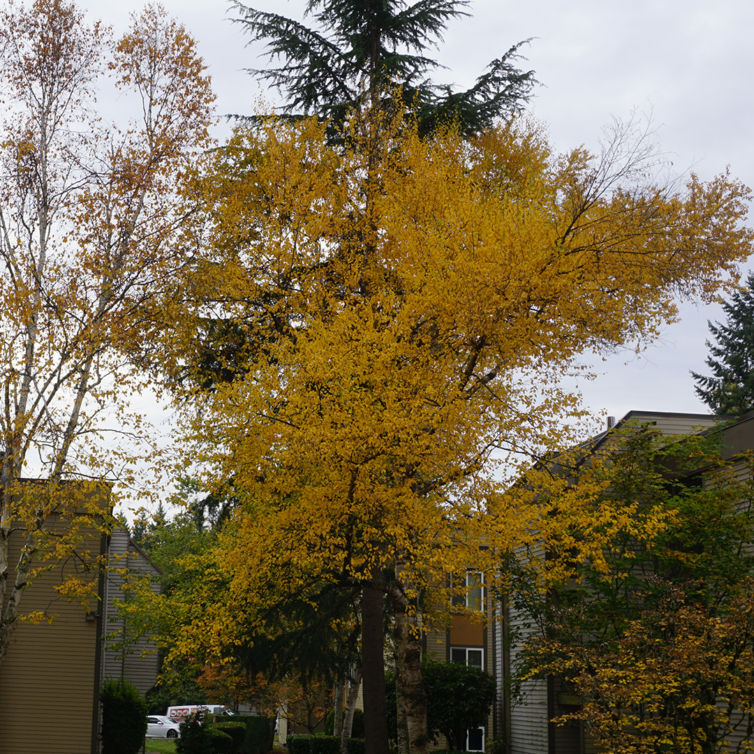 Evergreen Tree Care Reviews &amp; Testimonials — EverGreen