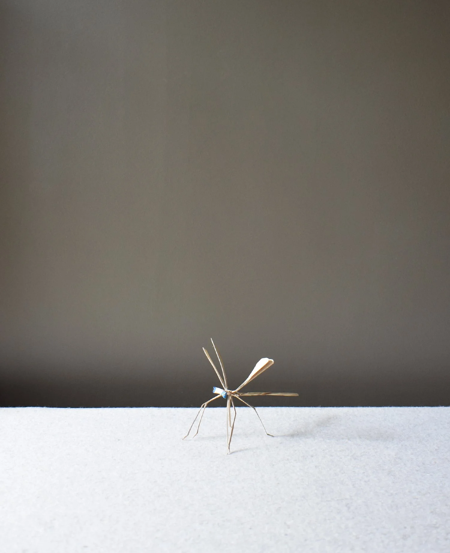 Corn Leaf Dragonfly