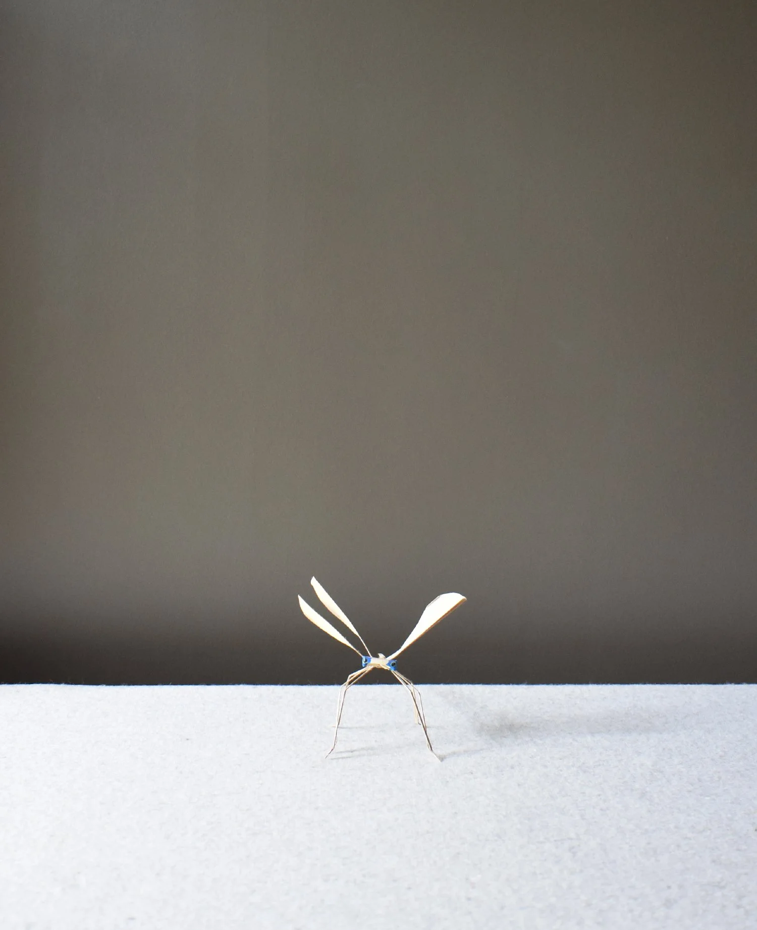 Corn-Leaf-Dragonfly-5.jpg