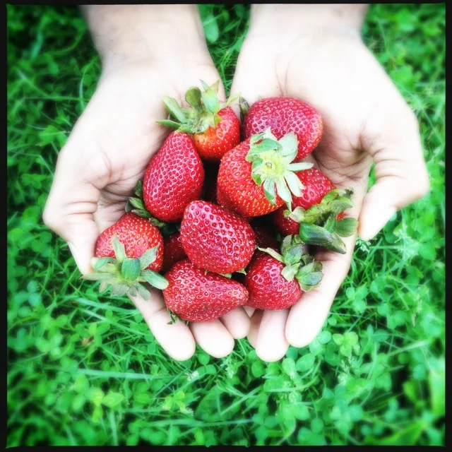 Strawberry Season Recipe Round-Up