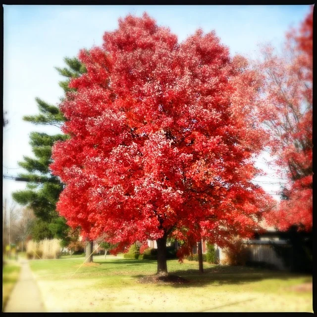 30 Days of Thanksgiving - Days 12 through 18